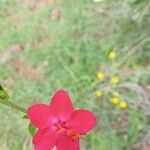 Hibiscus aponeurus Fleur