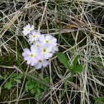 Primula mistassinica Habitus