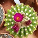 Parodia crassigibba Flower
