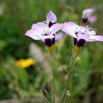 Gilia tricolor Kvet