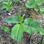 Arctium nemorosumLeaf