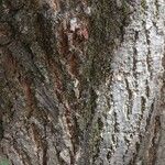 Tilia tomentosa Bark