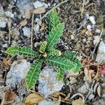 Asplenium ceterach Листок