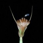 Pterostylis tenuicauda Tunda