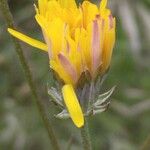 Crepis nicaeensis Çiçek