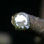 Sinclairia polyantha Other
