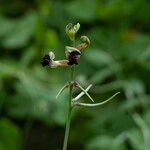 Macroptilium atropurpureum Flower