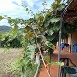 Actinidia chinensis Habit