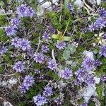 Veronica nummularia 花