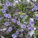 Veronica nummularia Blomst