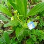 Veronica americana Blomma