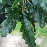 Quercus cerris Blad