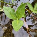 Menyanthes trifoliata Blatt