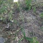 Nothoscordum gracile Habit