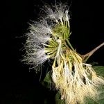 Inga sapindoides Flower