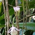 Dendrobium crumenatum Žiedas
