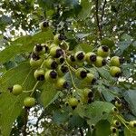 Crataegus phaenopyrum Frutto