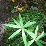 Galium aristatum Fulla