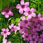 Oxalis debilis Kvet