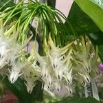 Hoya multiflora Floare