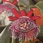 Passiflora quadrangularis ᱵᱟᱦᱟ