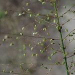 Panicum hirtum Flower