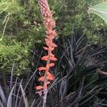 Dyckia encholirioides Flor