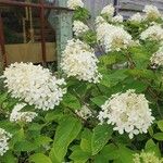 Hydrangea paniculata花