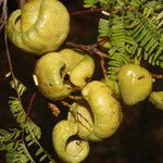 Libidibia coriaria Vrucht