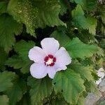 Hibiscus syriacus Floare