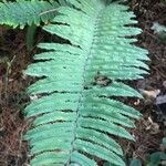 Dryopteris cycadina Leaf