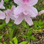 Rhododendron schlippenbachii Květ