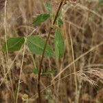 Trifolium vesiculosum ফুল