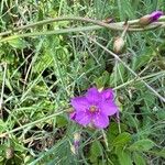 Talinum portulacifolium Blüte