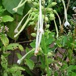 Nicotiana sylvestris Blomst