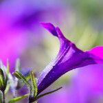 Petunia integrifolia Flor