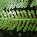 Pteris catoptera برگ