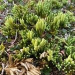 Lycopodium alpinum Plante entière