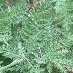 Descurainia millefolia 葉