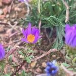 Machaeranthera tanacetifolia Blomst