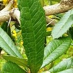 Berberis julianae Leaf