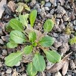 Mummenhoffia alliacea Blad