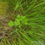 Potentilla tobolensis