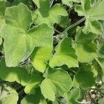Pelargonium tomentosum Hoja
