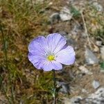 Linum lewisii Flower
