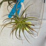 Tillandsia aeranthos 葉