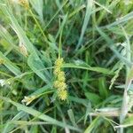 Carex vulpinoidea Hoja