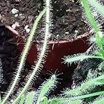 Drosera filiformis 树皮
