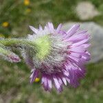 Erigeron aragonensis