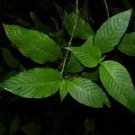 Psychotria berteroana
